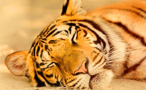 ��С�ϻ����̌W(xu��)�O(sh��)Ӌ(j��)