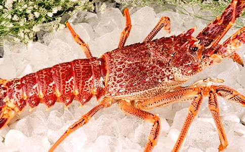 һֻ��(l��i)·���������r��(y��u)������