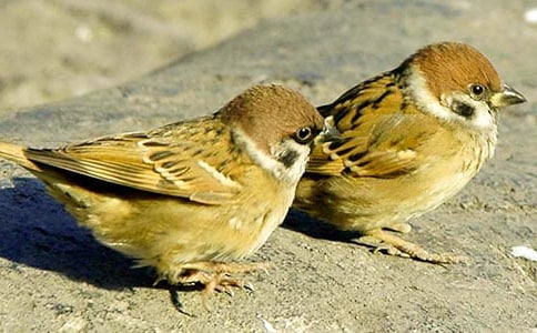 小麻雀的煩惱作文