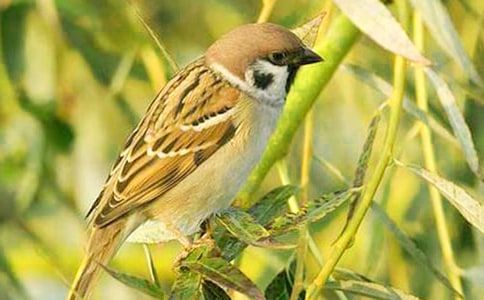 �������ģ���ȸ