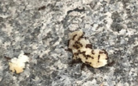 ���P���^��Λρ������