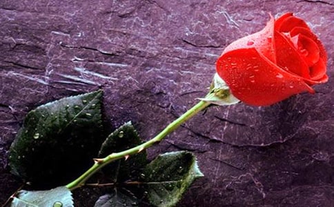 �L�p�Ƶ����Ƕ�������Sõ��