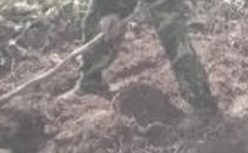 暑假干農(nóng)活作文(通用30篇)