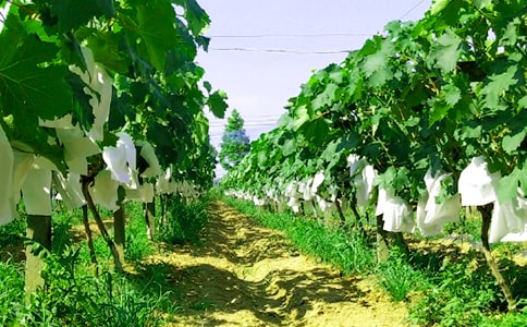 ���r(n��ng)�Ҙ��Ĳ�ݮ�@��ժ��ݮ������