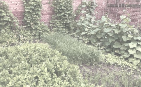 農(nóng)作物種子購(gòu)銷合同集合7篇