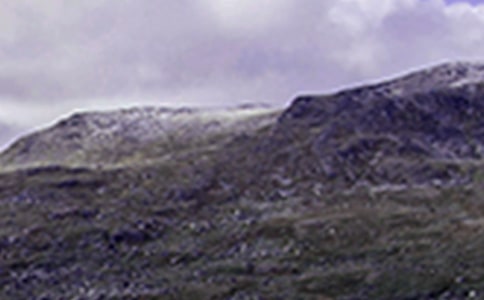 《爬山虎的腳》的教學(xué)案例和反思