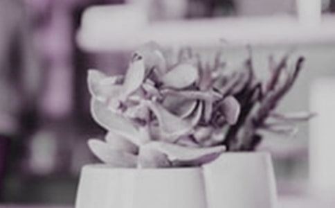 【實(shí)用】盆栽作文300字3篇