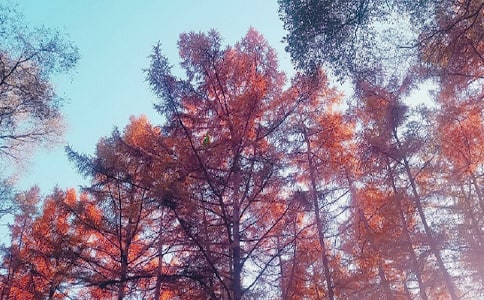 看秋日楓葉紅的作文