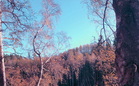 秋日作文300字四篇