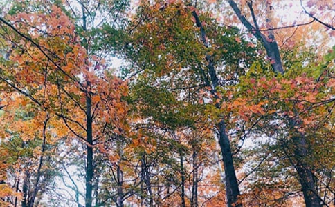 ���յĸ�������