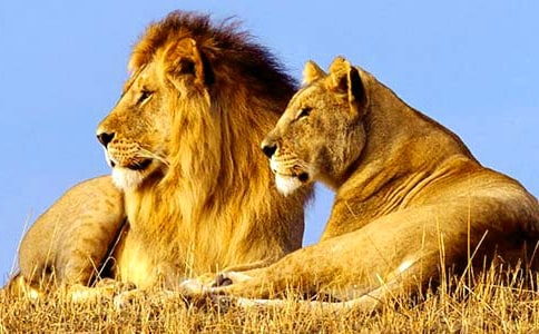 Ԣ�ԡ��ն�ī˹�͵����ߡ������Ӻͪ{�ӡ���(y��u)��̌W(xu��)�O(sh��)Ӌ