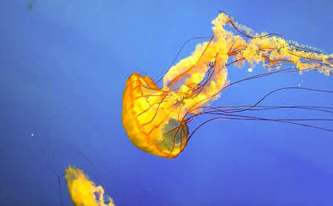 ������ˮĸ����ˮ����