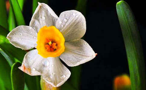 【精選】水仙作文400字6篇