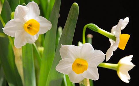 水仙的作文300字