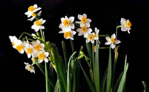 【精華】水仙作文300字7篇