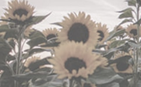 太陽花我的植物朋友作文(通用15篇)