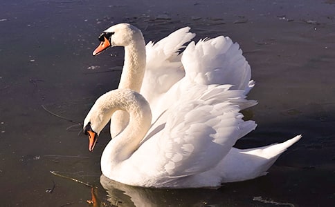 ���Z����ɫ����700��