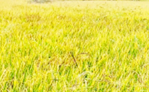 ���P(gu��n)��Ұ�����\����ƪ