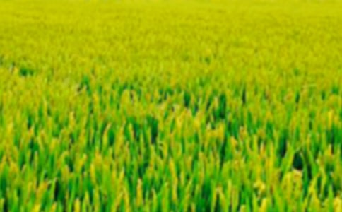 孫悅我們的田野歌詞