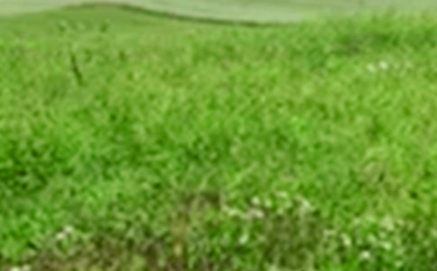 田野即景的作文600字(精選38篇)