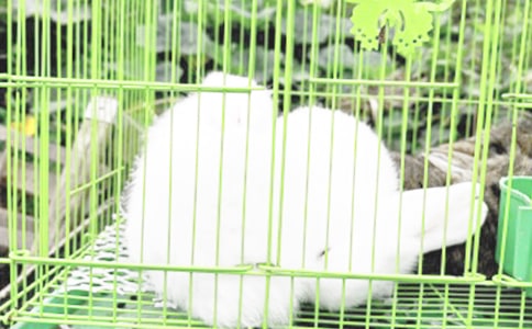 ѩ���ӵ�ͯԒ����