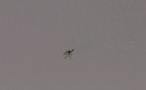 蚊子作文300字(精選55篇)