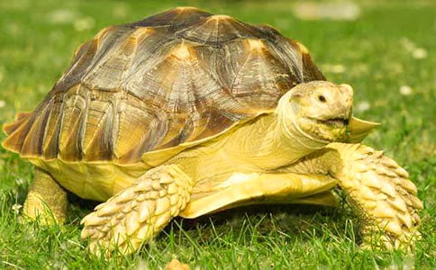 我家的吃貨小烏龜四年級(jí)作文