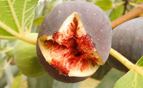 種無花果樹作文200字