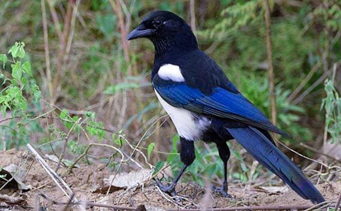 ���ϲ�o�Ľ̌W�O(sh��)Ӌ