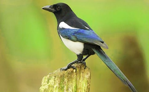 ���ϲ�o�̌W��˼���ģ����x5ƪ��