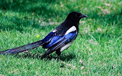 樹和喜鵲教學反思