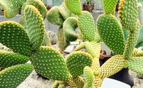 ���������ķ���600�֣����x18ƪ��