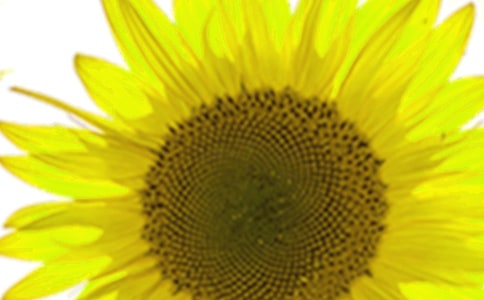 ��Ը����һ�����տ�����600��