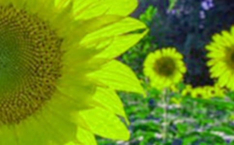 太陽女兒向日葵作文