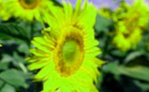 向日葵的感悟作文