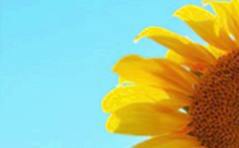 “向日葵”的夢想900字