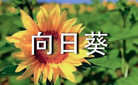 以向日葵為題的記敘文800字