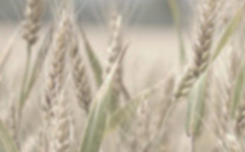 小麥實驗協(xié)議書范文