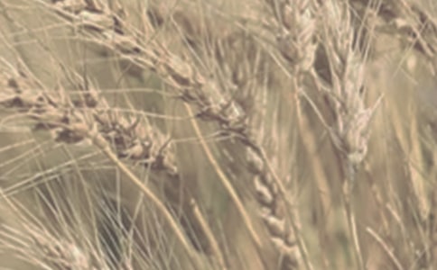 描寫小麥成熟的作文