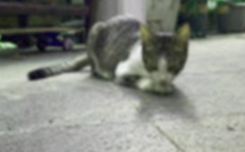 觀察小貓作文優(yōu)選【15篇】