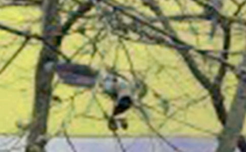 放飛小鳥作文300字3篇【優(yōu)】