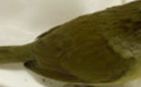 С�W���g��С�B�ļҡ��̰�