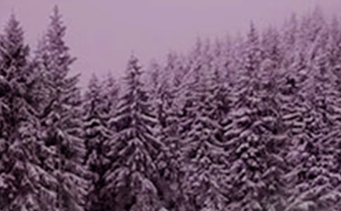 ����Сѩף���Z��ȫ