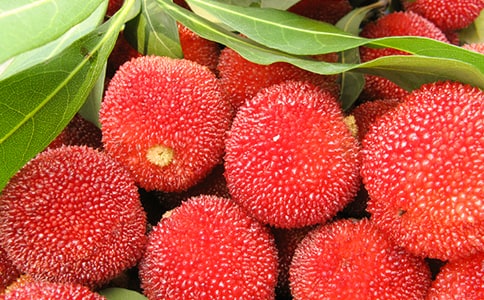 有關(guān)楊梅作文300字(通用20篇)