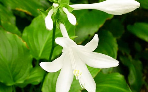 夜來香午夜綻放作文