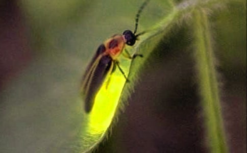 實(shí)用的螢火蟲作文500字3篇