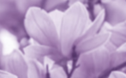 春天的玉蘭花優(yōu)秀作文【初中精選】