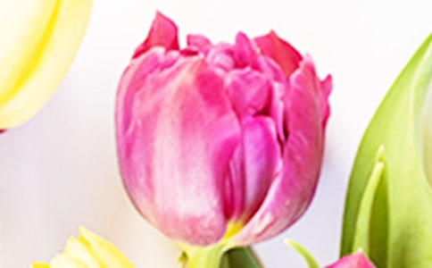 春天的郁金香作文(通用20篇)