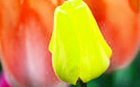 �茑���������ķ���