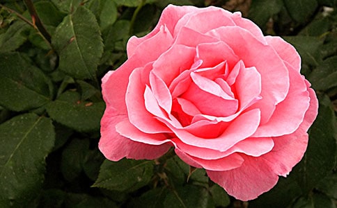 美麗的月季公園作文(精選24篇)